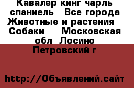 Кавалер кинг чарль спаниель - Все города Животные и растения » Собаки   . Московская обл.,Лосино-Петровский г.